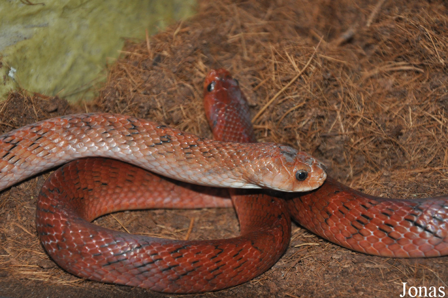 Oligodon formosanus