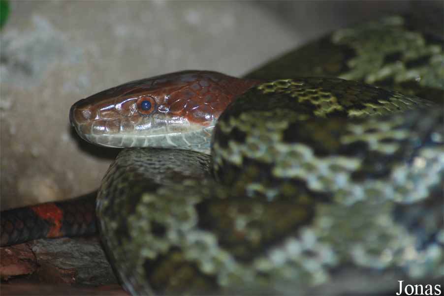 Orthriophis moellendorffi