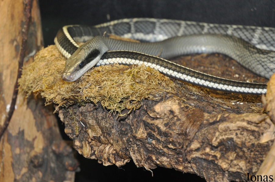 Orthriophis taeniurus callicyanous