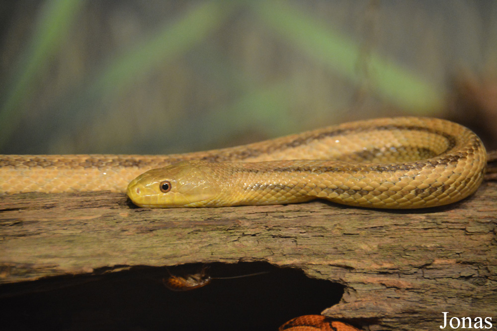 Pantherophis alleghaniensis