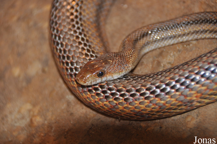 Pantherophis alleghaniensis