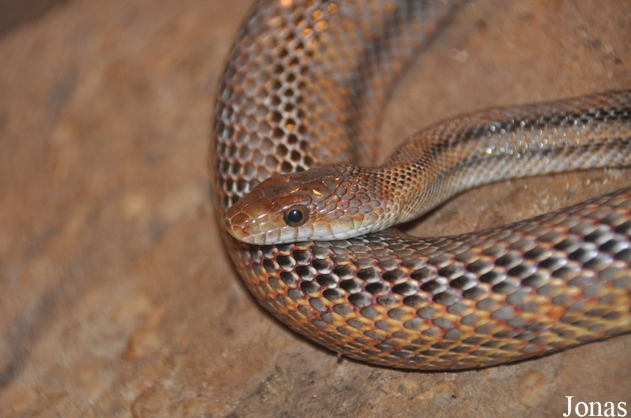 Pantherophis alleghaniensis