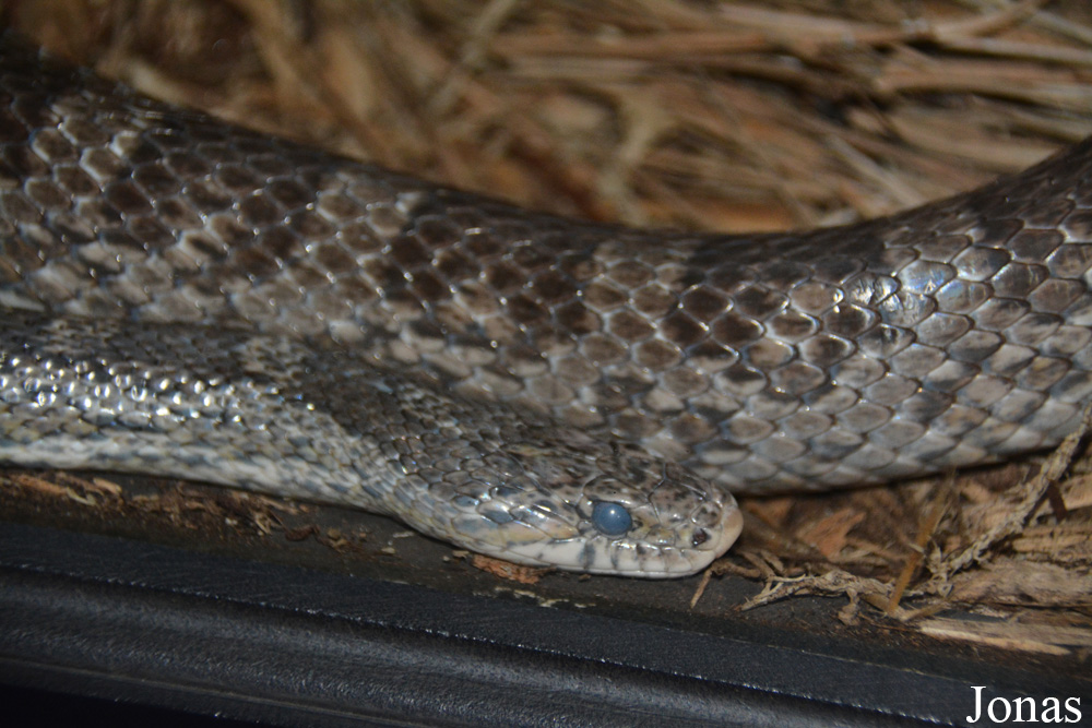 Pantherophis guttatus
