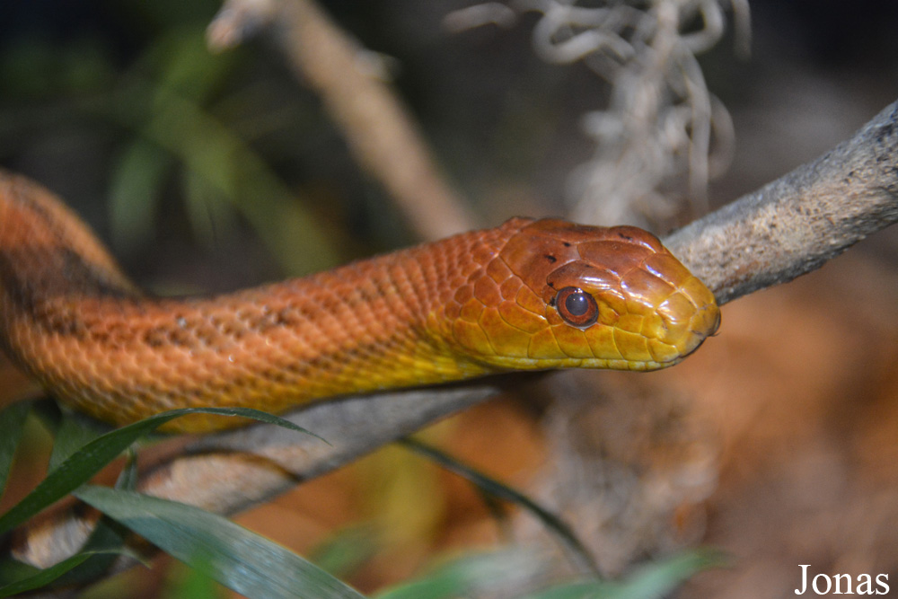 Pantherophis obsoletus