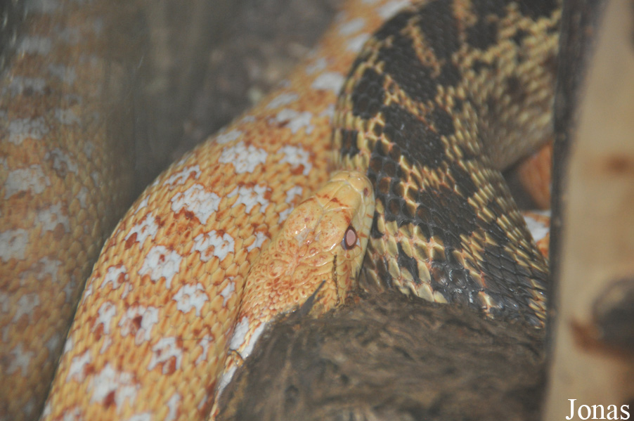 Pituophis catenifer annectens