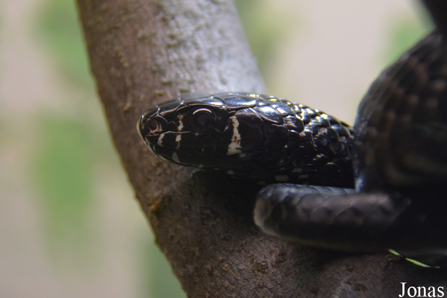 Spilotes pullatus