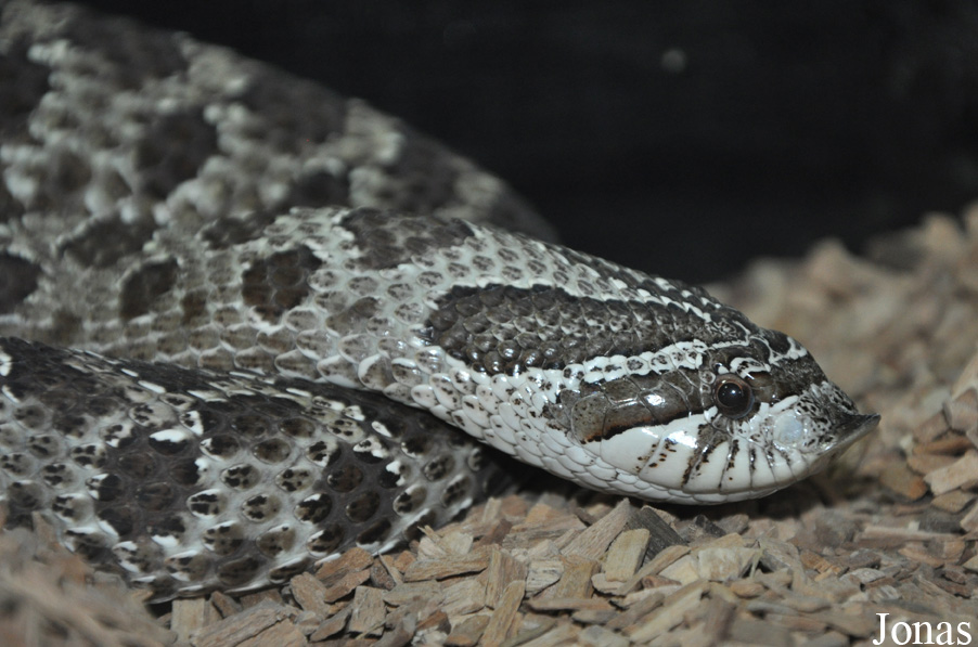 Heterodon nasicus