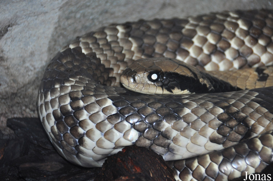 Hydrodynastes gigas