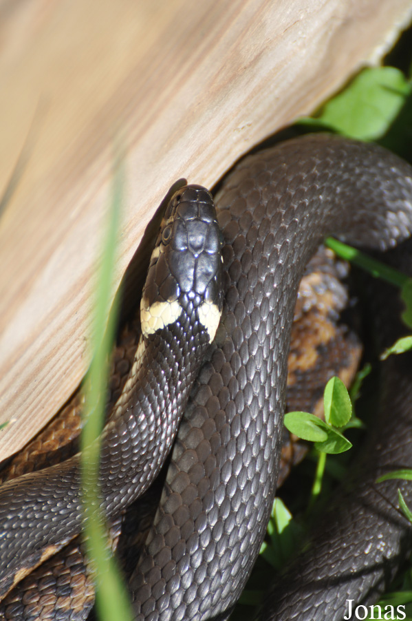 Natrix natrix