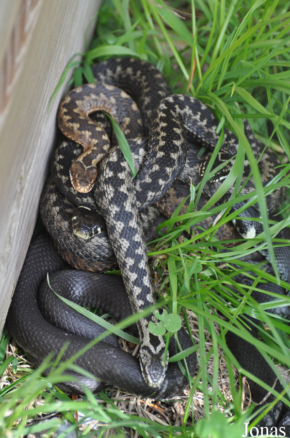 Natrix natrix