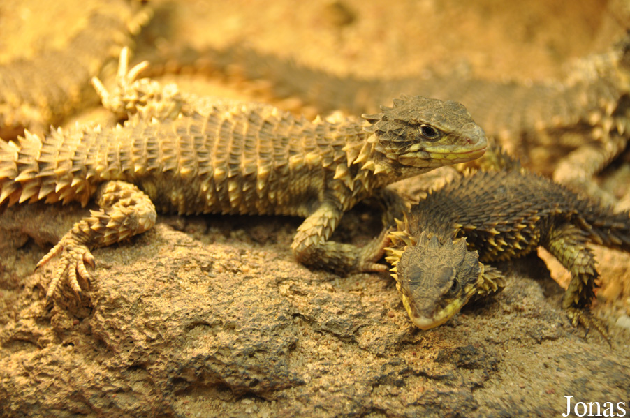 Cordylus giganteus