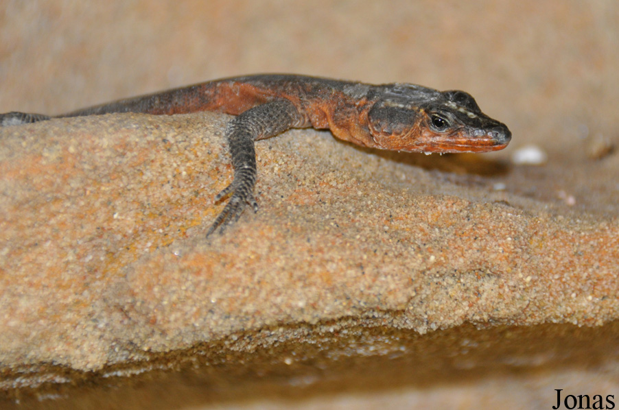 Platysaurus guttatus