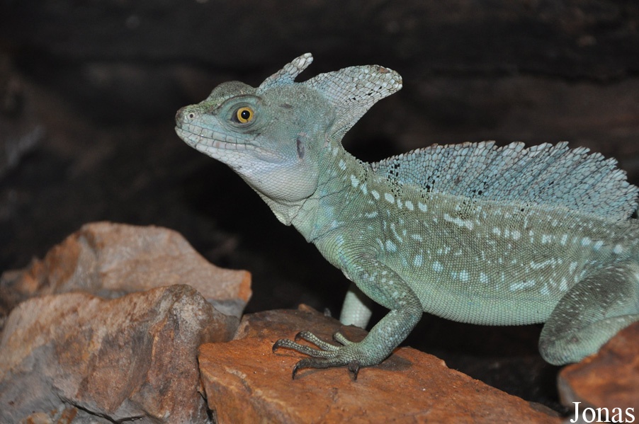 Basiliscus plumifrons