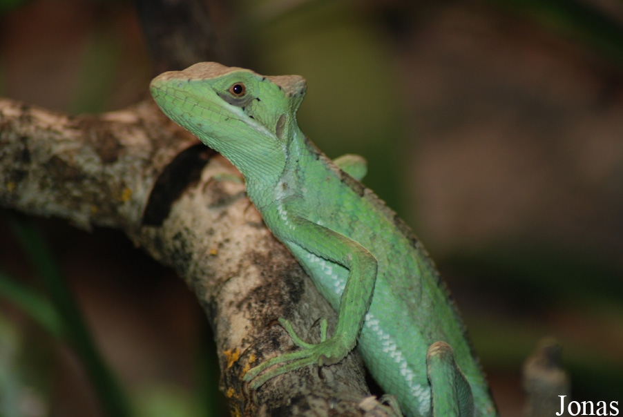 Laemanctus longipes