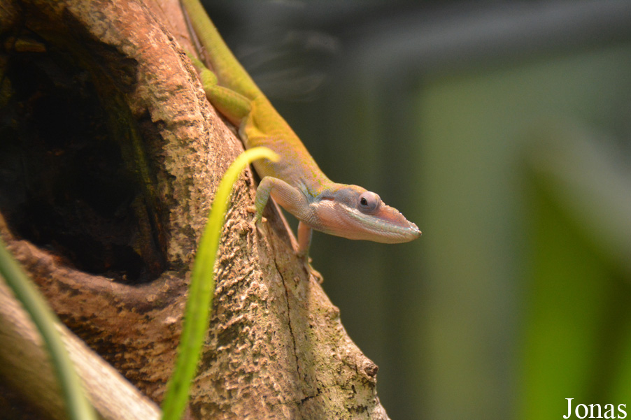 Anolis allisoni