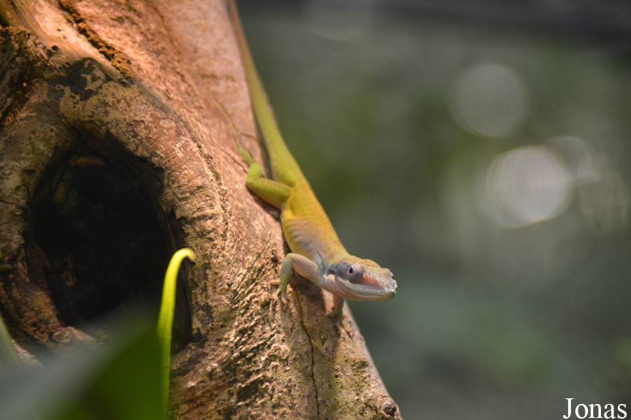 Anolis allisoni