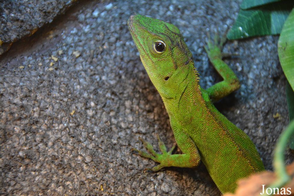 Anolis baracoae