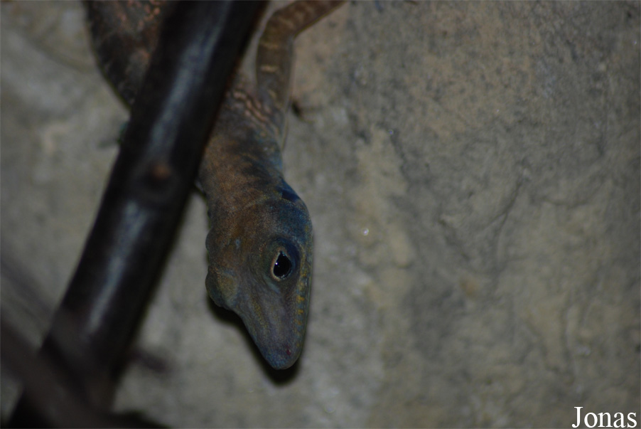Anolis bartschi
