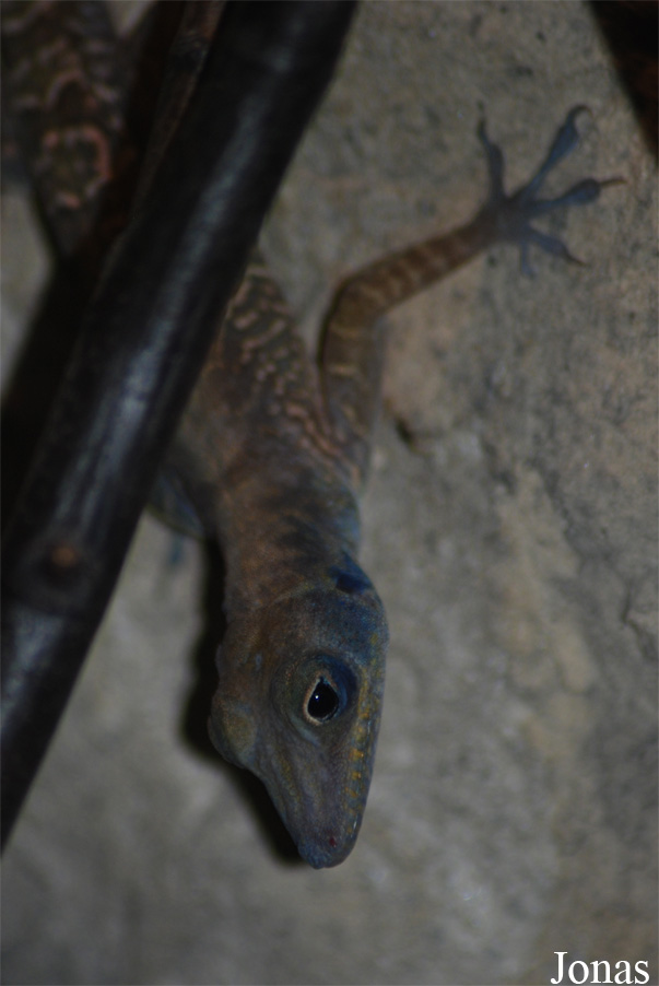 Anolis bartschi