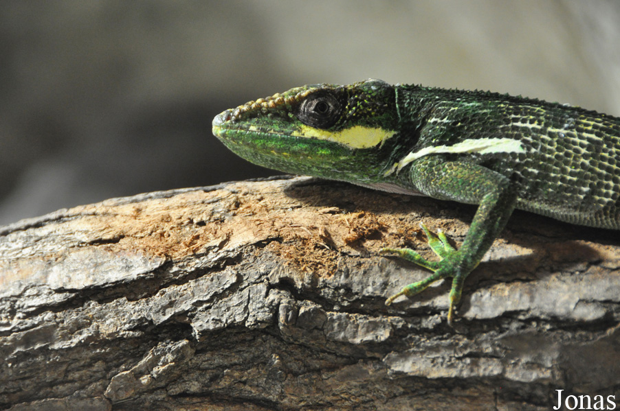 Anolis equestris