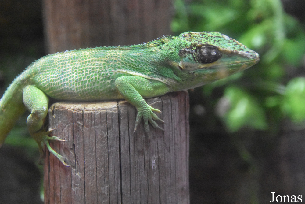 Anolis equestris