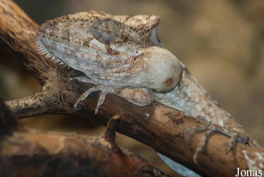 Anolis guamuhaya