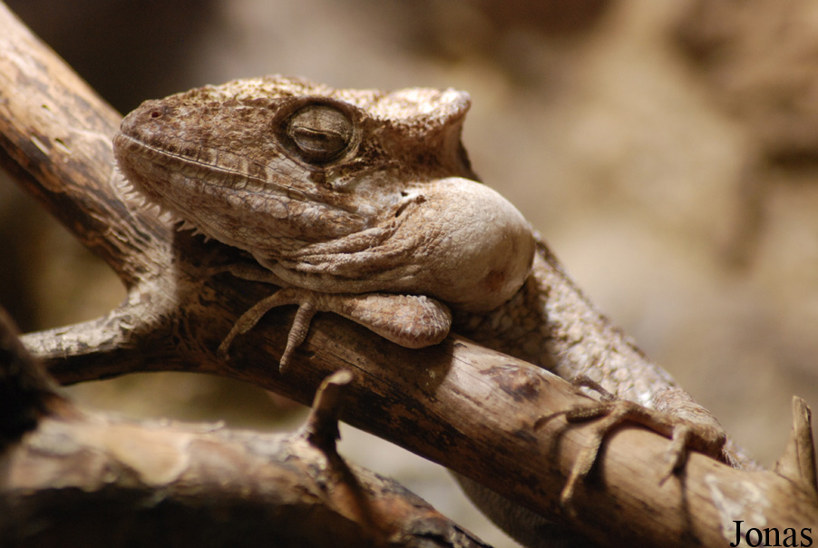 Anolis guamuhaya
