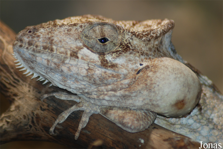 Anolis guamuhaya