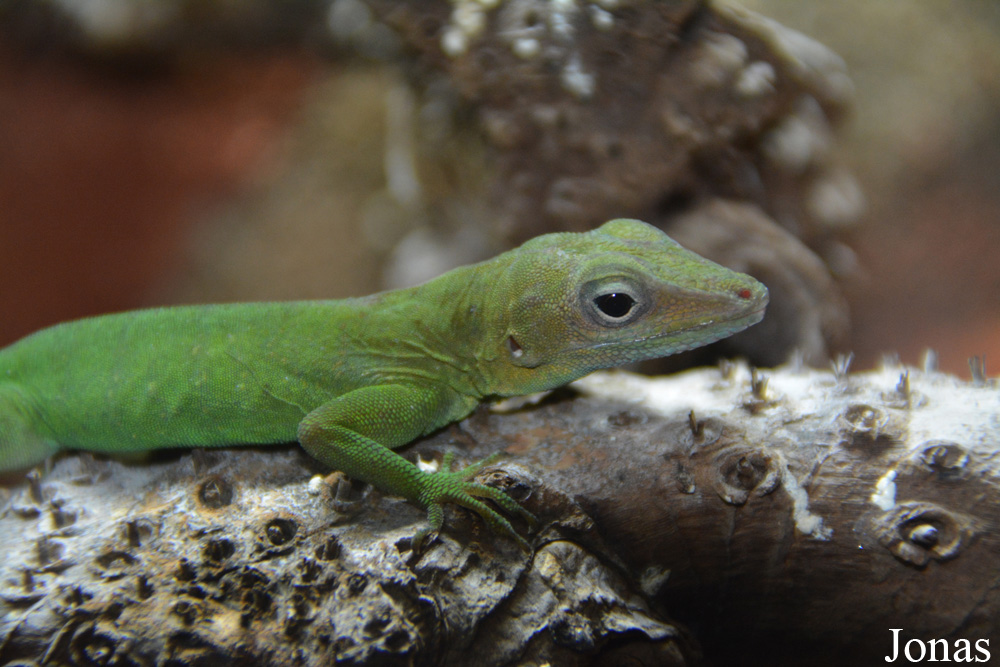 Anolis marmoratus
