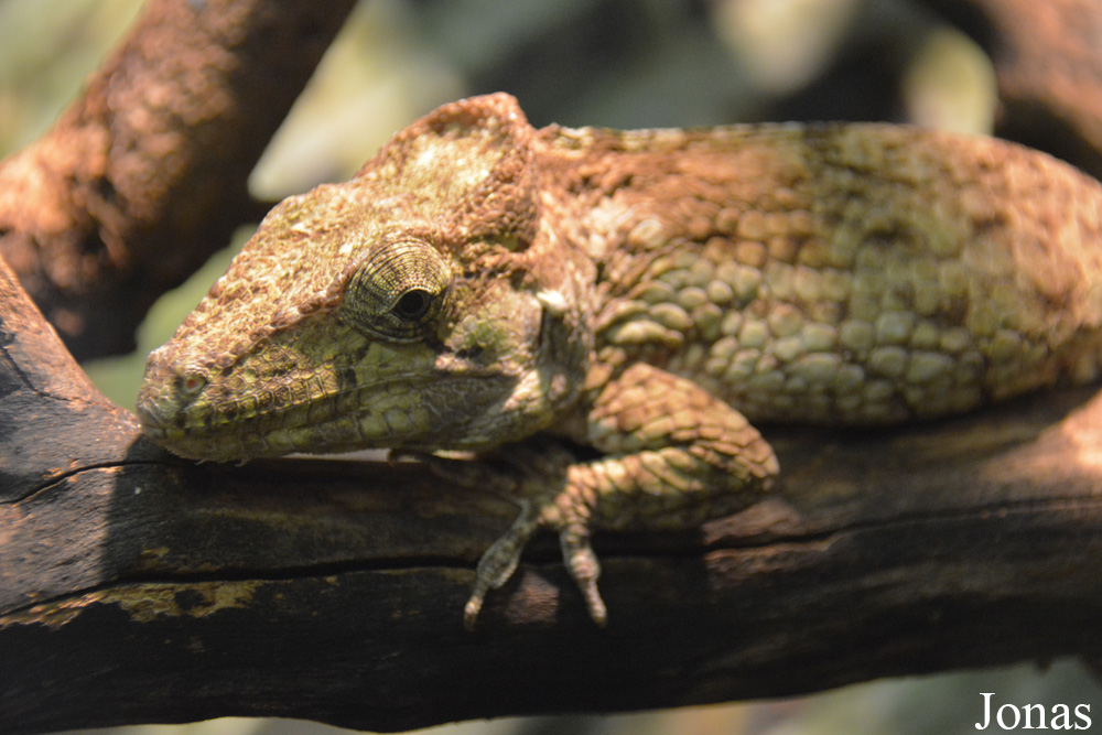Anolis porcus