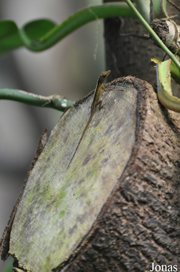 Anolis sagrei