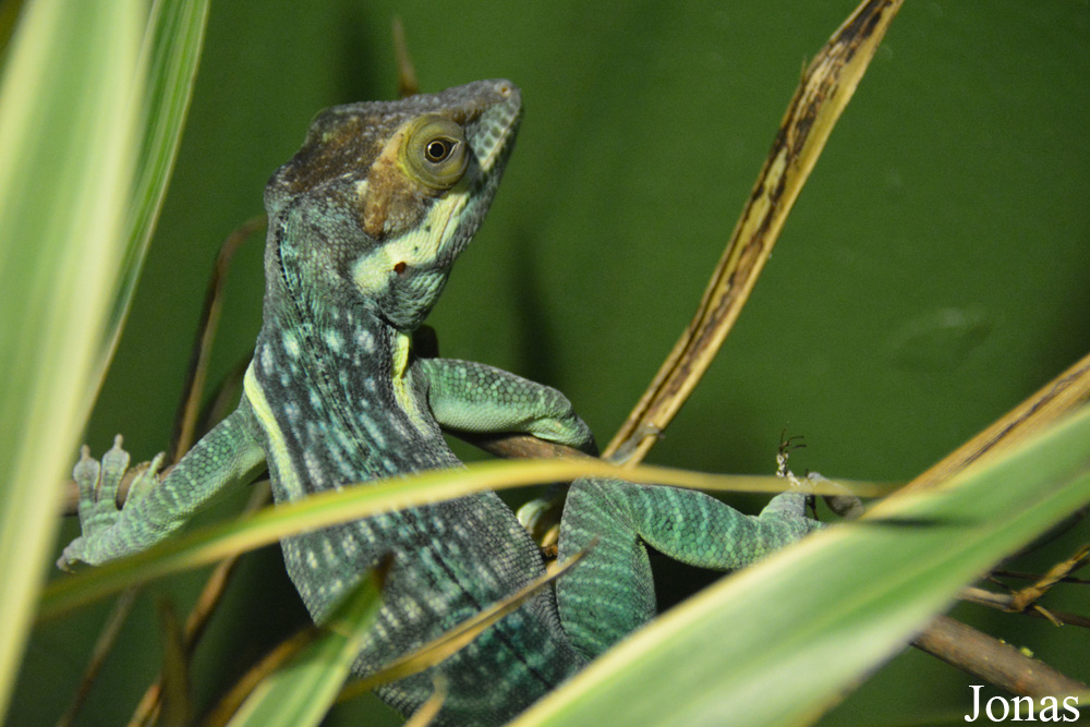 Anolis smallwoodi