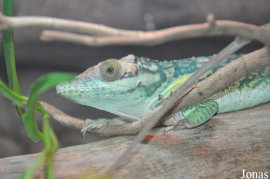 Anolis smallwoodi