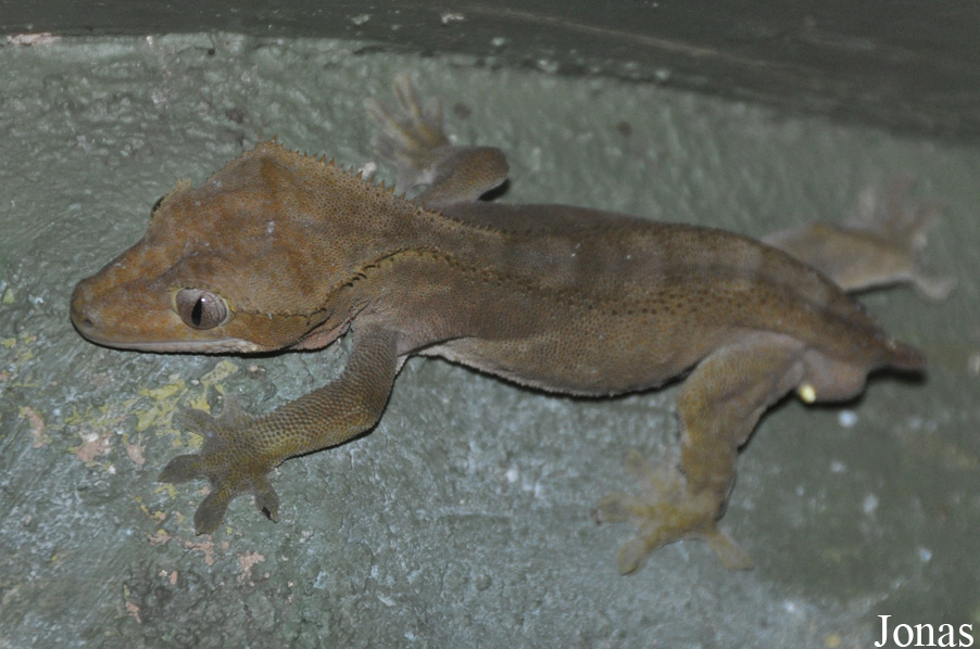 Correlophus ciliatus