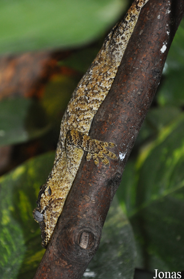 Rhacodactylus auriculatus