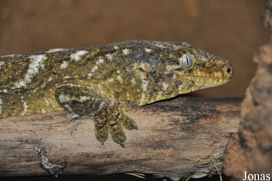 Rhacodactylus leachianus