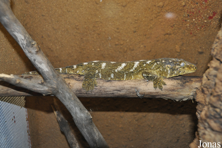 Rhacodactylus leachianus
