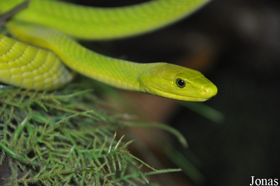 Dendroaspis angusticeps