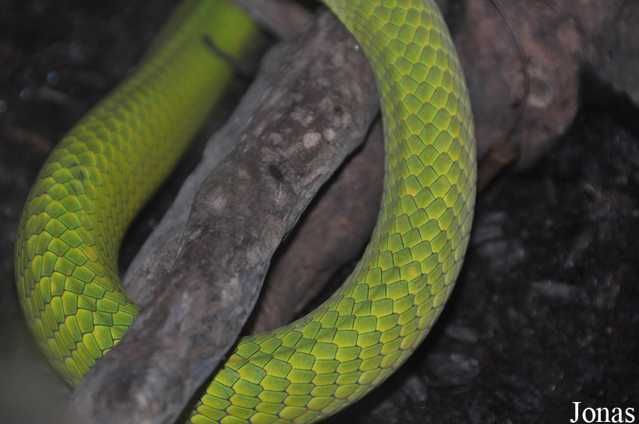 Dendroaspis angusticeps