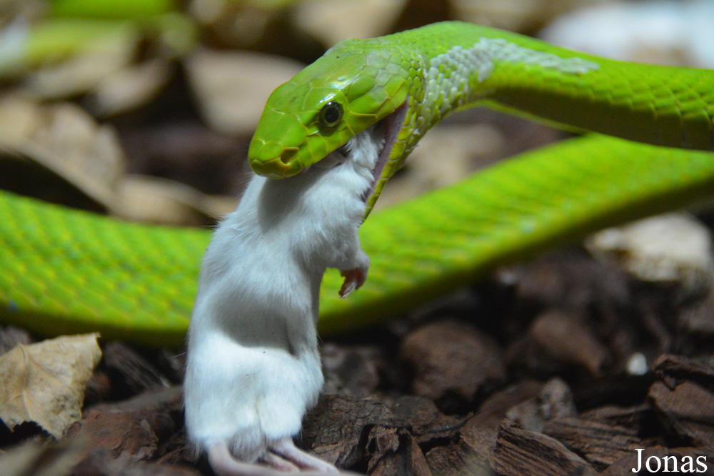 Dendroaspis angusticeps