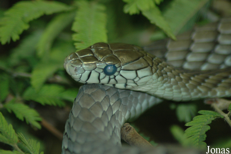 Dendroaspis viridis