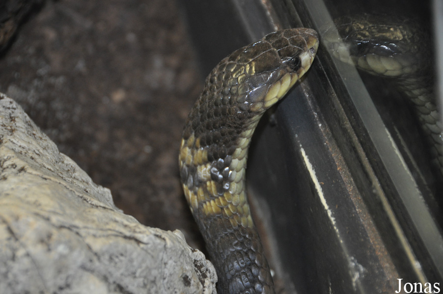 Naja annulifera