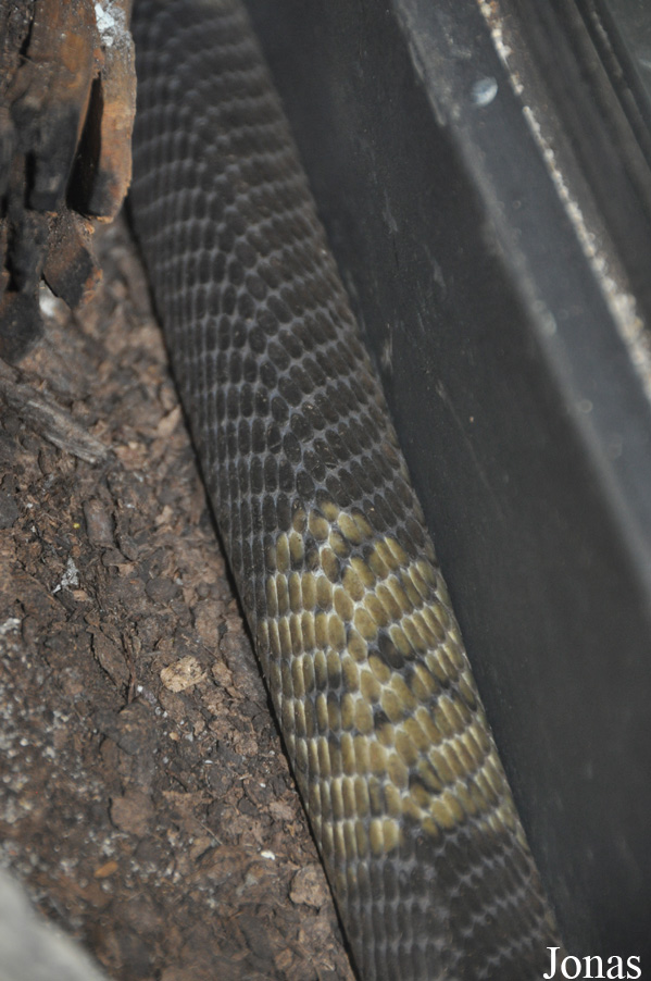 Naja annulifera