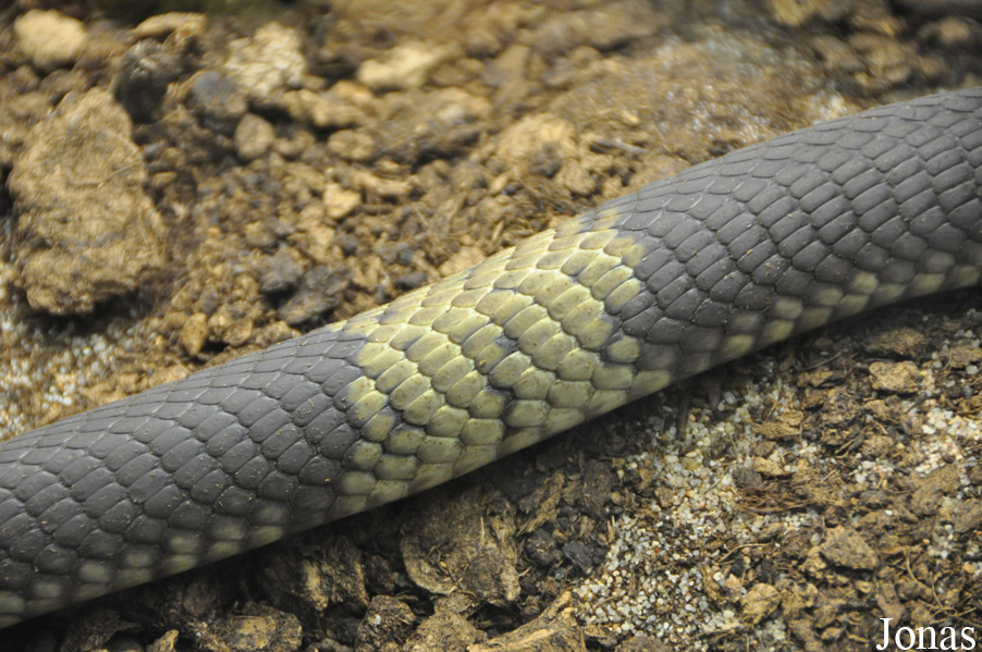 Naja annulifera