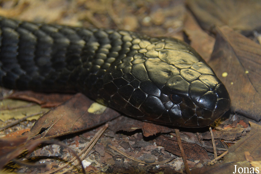 Naja nigricollis