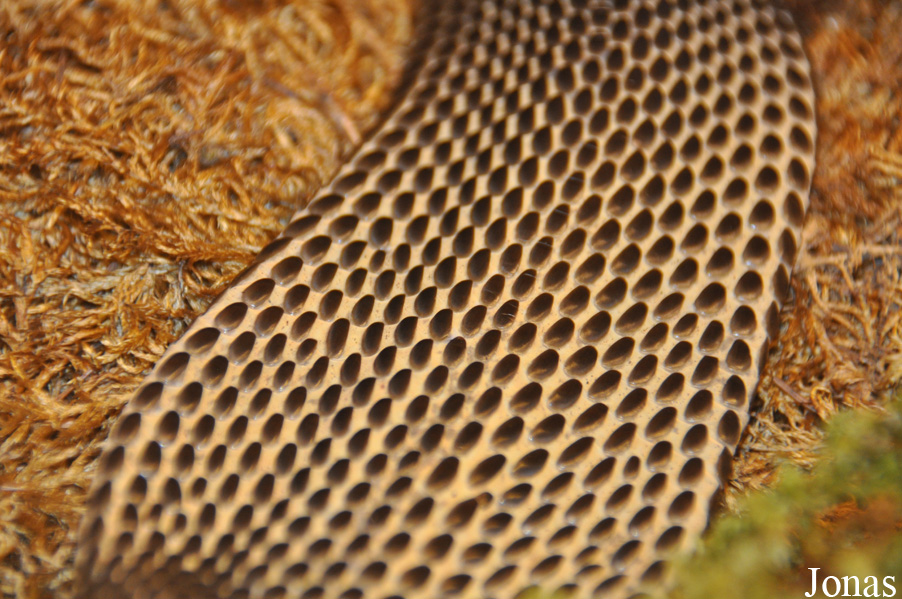 Naja philippinensis