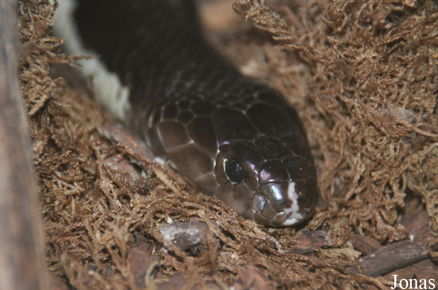 Naja siamensis
