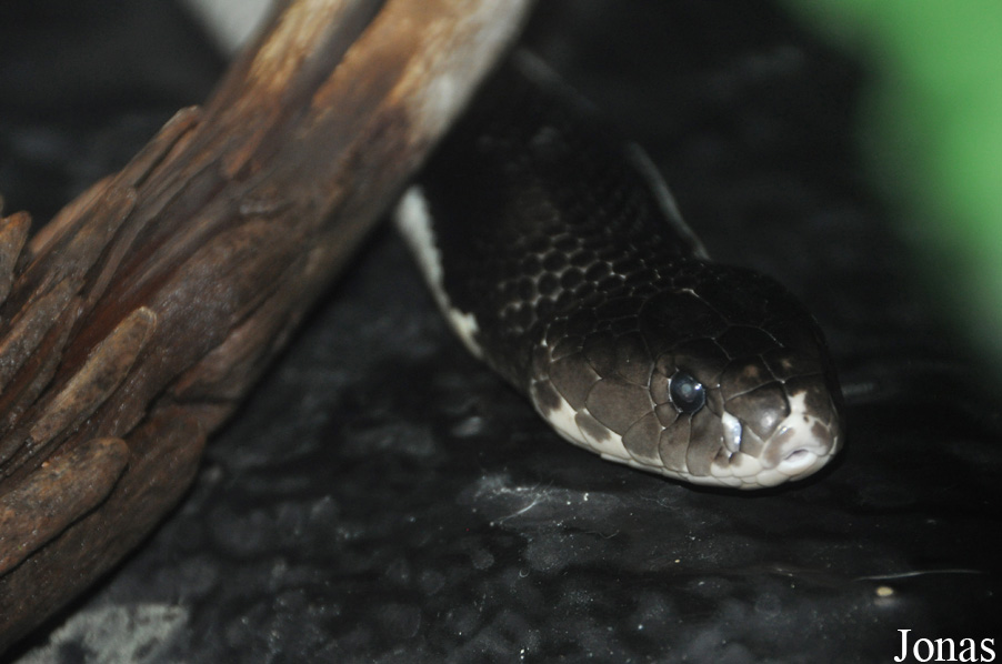 Naja sputatrix