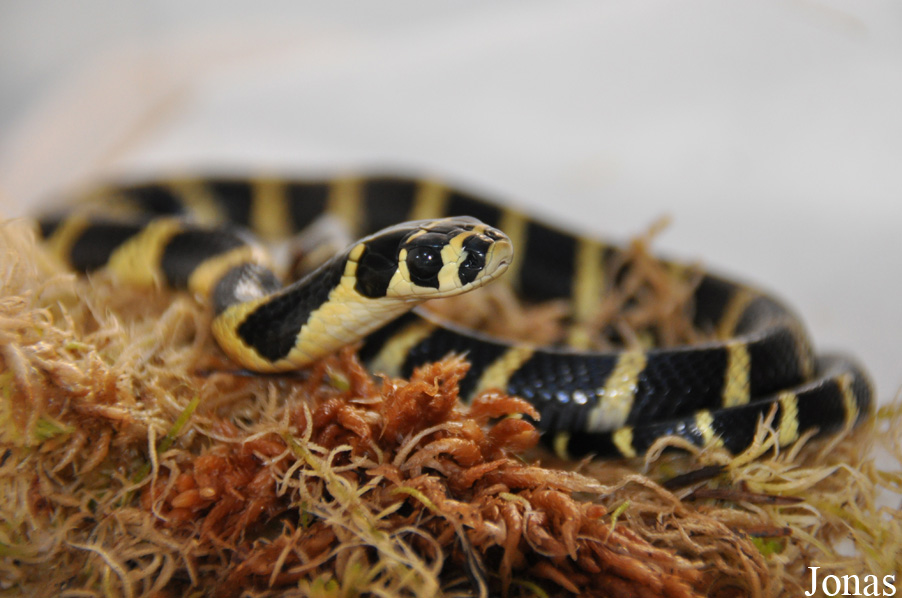 Ophiophagus hannah