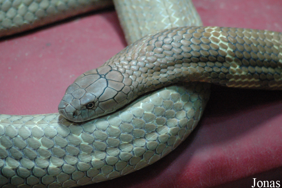 Ophiophagus hannah